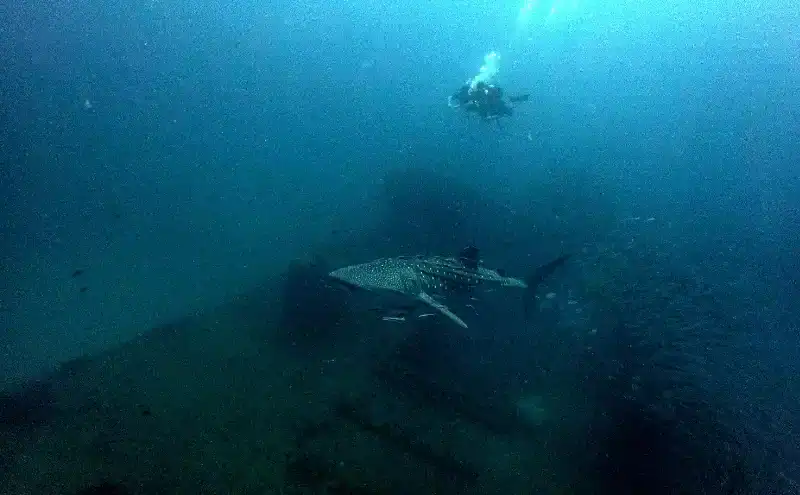 Ein Walhai schwimmt über das Wrack der HTMS Chang in Thailand, aufgenommen am 8. Januar 2025.