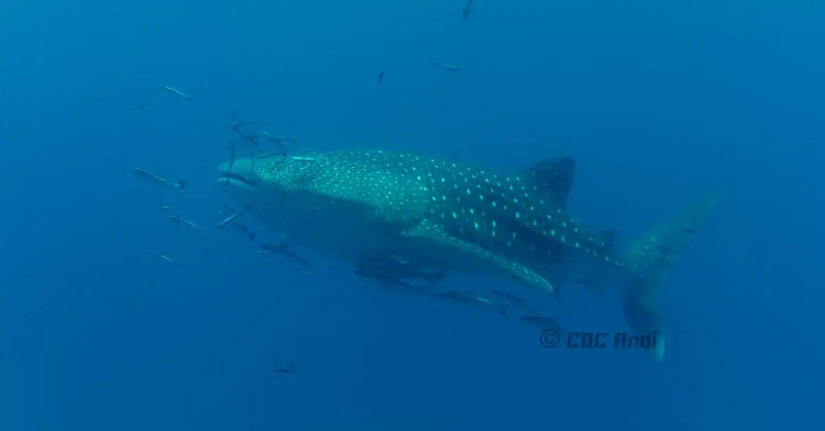 Ein majestätischer Walhai schwimmt entlang des Riffs bei Hin Luk Bat vor Koh Chang.