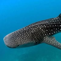 Whale Shark, Koh Chang, Thailand