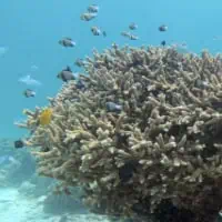 Wide Star Acropora