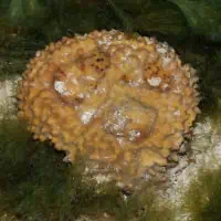 Yellow Pot Sponge, Koh Chang, Thailand