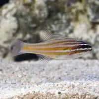 Yellow-striped Cardinalfish, Koh Chang, Thailand