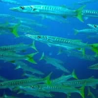 Yellowtail Barracuda, Koh Chang, Thailand