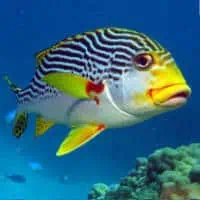 Yellowbanded Sweetlips, Koh Chang, Thailand