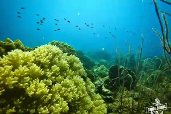 Advanced open water diver course wreck diving at เรือหลวงช้าง exploring marine life