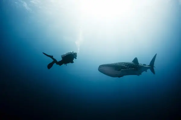 Deep Diver Course Koh Chang - Professional scuba diving training for depths up to 40 meters
