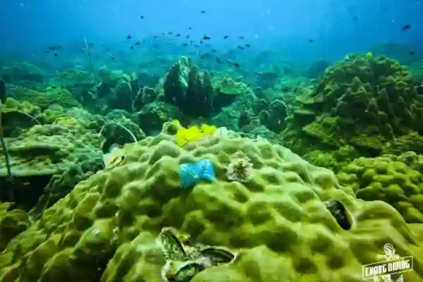 Divemaster course professional dive leader training and certification