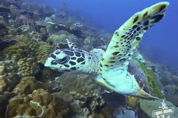 Divemaster course professional dive training and mentoring experience