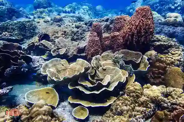 Fun diving Koh Chang exploring vibrant coral reefs with tropical fish