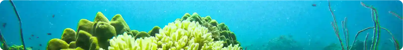 Fun Dives at Koh Chang – Small Groups, Wreck Dives & Coral Reefs Fun Dives at Koh Chang – Coral Reefs, Wrecks & Marine Life