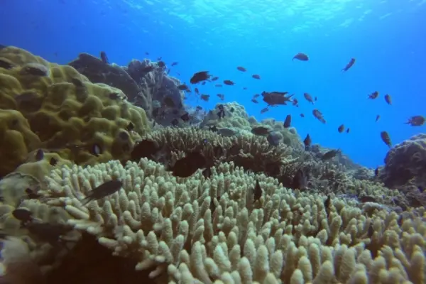 Master Scuba Diver Programm technische Tauchspezialkurse und Unterwasser-Navigation