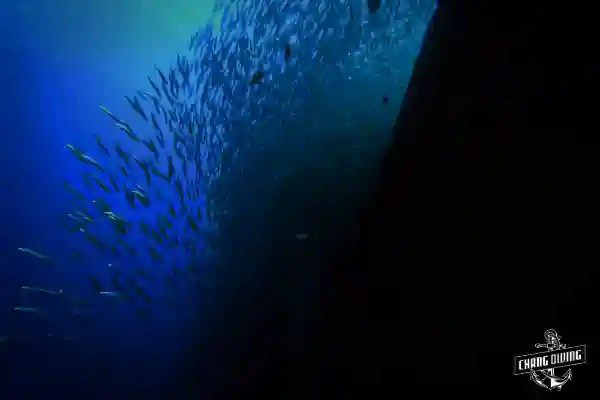 Night diver exploring coral reef with underwater torch at Koh Chang