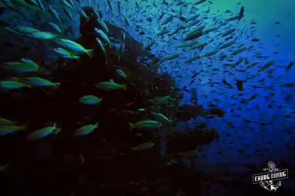 Nocturnal marine life illuminated by dive light during night diving course
