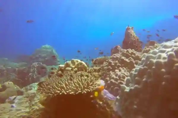 Open water to divemaster internship comprehensive professional training program
