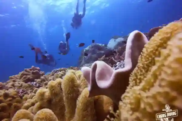 Open Water Diver course theory session with diving equipment and certification materials
