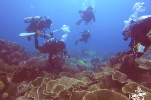 Open Water Diver students exploring coral reef during certification dive in Koh Chang