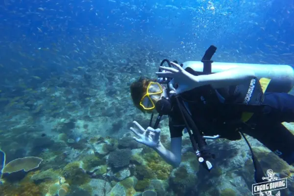 Open Water Diver certification dive with instructor showing marine life identification