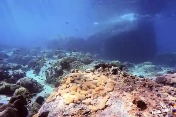 Rescue Diver Kurs Notfallreaktion und Wasserrettungstechniken üben