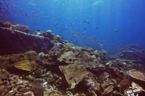 Rescue Diver Kurs Unterwasser-Problemlösung und Notfallmanagement