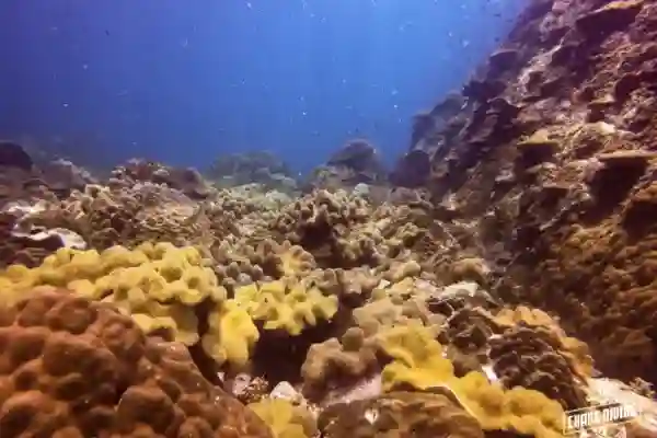 Scuba review refresher course practicing buoyancy control skills underwater