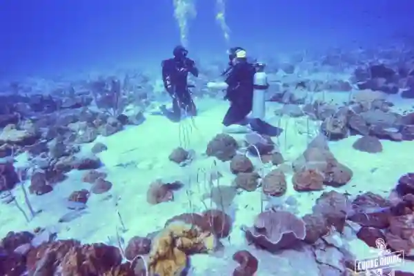 Scuba review theory session reviewing diving knowledge and safety procedures