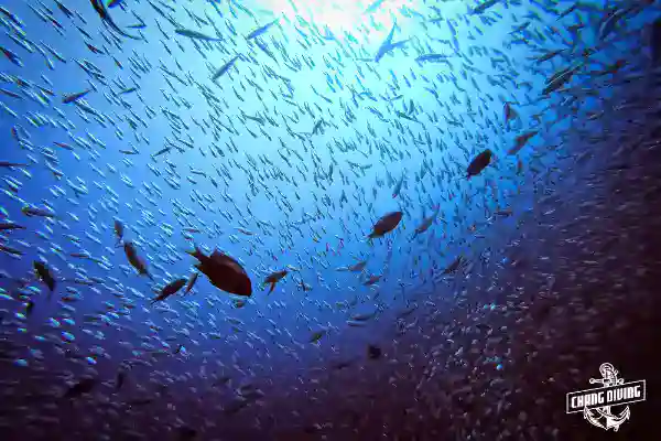 Sidemount-Taucher demonstriert ordnungsgemäße Tank-Konfiguration während Specialty-Kurs bei Koh Chang