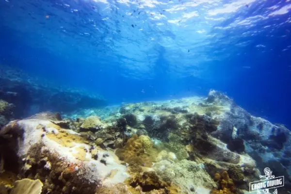 Snorkeling Koh Chang crystal clear waters and colorful coral reef exploration