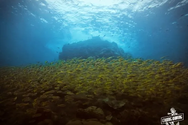 Snorkeling Koh Chang tropical fish and marine life observation