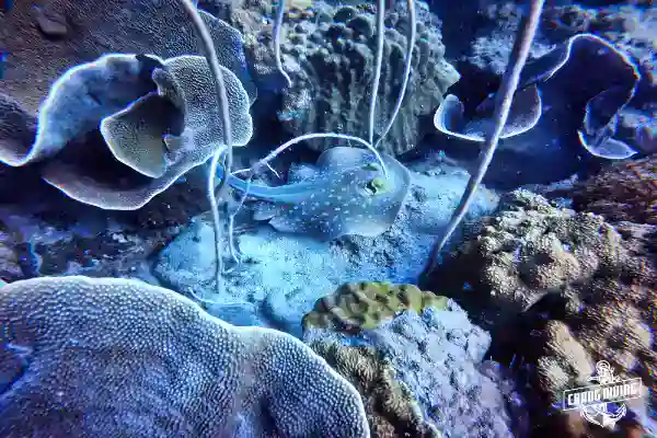 Solo diver practicing self-reliant diving techniques during SDI Solo Diver specialty course