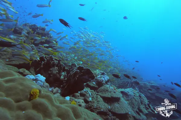 Solo diver using underwater camera for photography during independent diving training