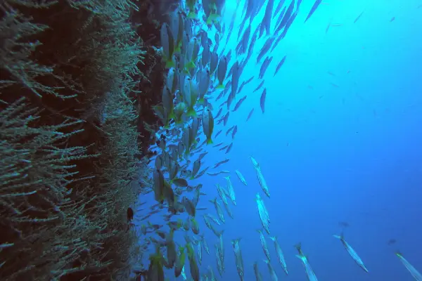 TDI technical divers demonstrating precise buoyancy control and gas management skills