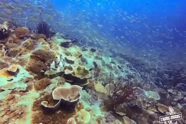 Try dive Koh Chang first underwater breathing experience with instructor