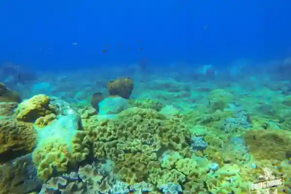 Try dive pool training session learning basic scuba skills