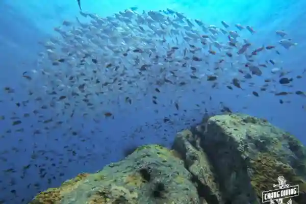 Try dive guided reef exploration discovering marine life