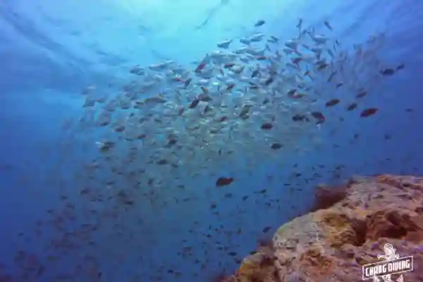 Try dive first underwater adventure with professional diving instructor