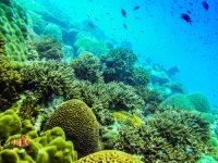 Hin Prai Nahm Dive Site, Koh Chang, Thailand