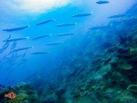Koh Rang Pinacle Dive Site, Koh Chang, Thailand