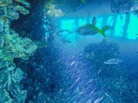 Koho Maru 5 Dive Site, Koh Chang, Thailand