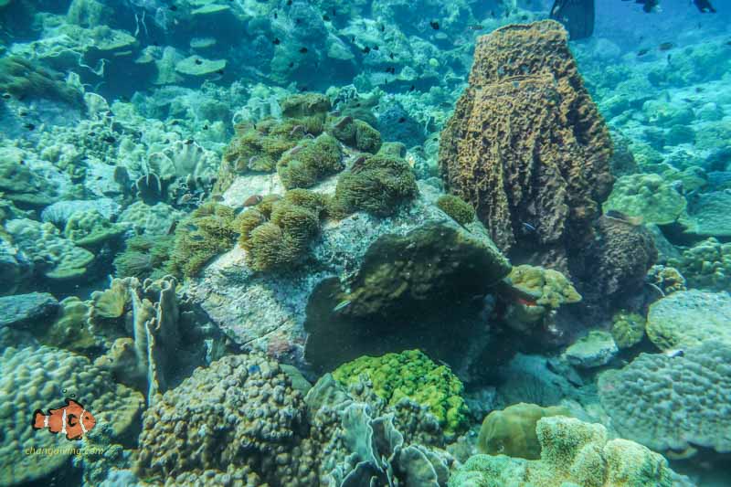 Snorkelling on the shallow reefs of koh chang