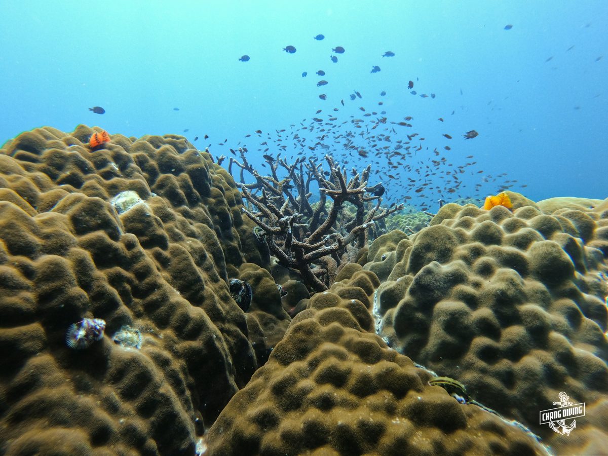 Horn Corals at Koh Chang