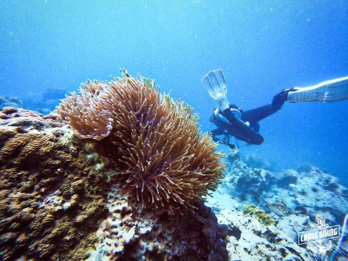 Taucher mit Suchstab über Korallenriff beim Search and Recovery Kurs in Koh Chang.