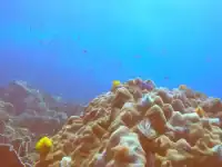 Certified diver practices buoyancy control during Scuba Review at a shallow reef in Koh Chang